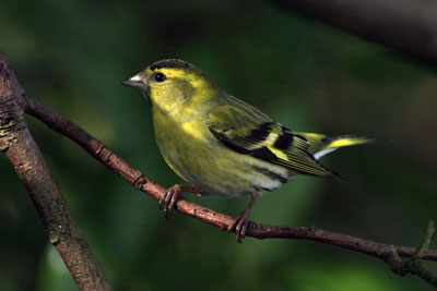 Garden Bird photographs by Neil Salisbury